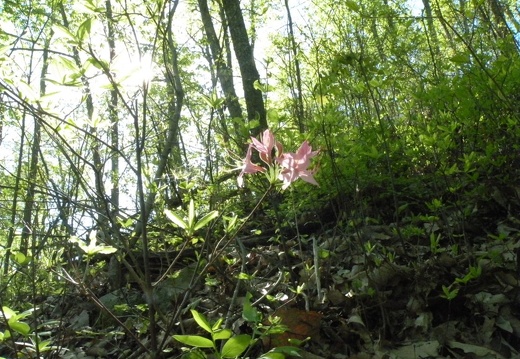 Lakeview Trail